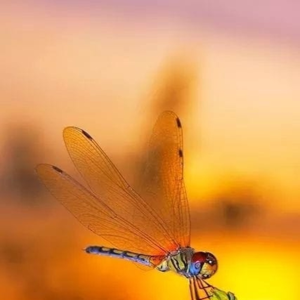 Meet your Posher, Earlene